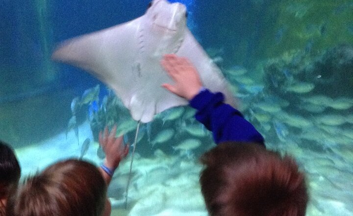 Image of Class 1's trip to Sea Life Centre